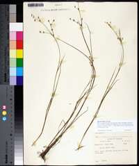 Juncus debilis image