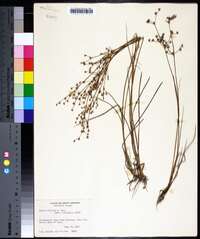 Juncus debilis image