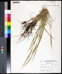 Aegilops cylindrica image