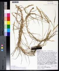 Agrostis capillaris image