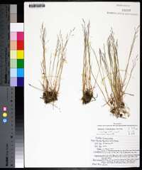 Agrostis elliotiana image