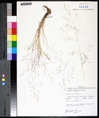 Agrostis elliotiana image