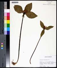 Trillium recurvatum image