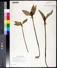 Trillium recurvatum image