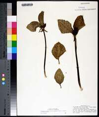 Trillium recurvatum image