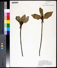 Trillium recurvatum image