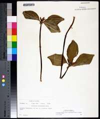 Trillium recurvatum image