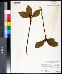 Trillium recurvatum image