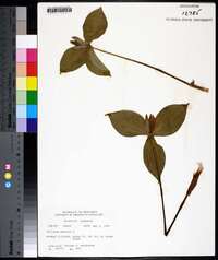 Trillium sessile image