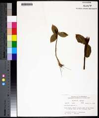 Trillium sessile image