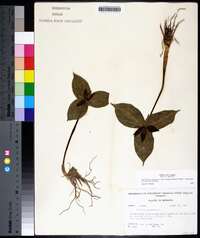 Trillium sessile image