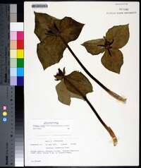 Trillium stamineum image