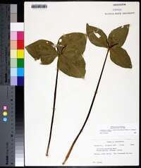 Trillium stamineum image