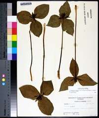 Trillium stamineum image