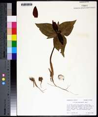 Trillium underwoodii image