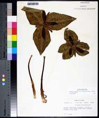 Trillium underwoodii image