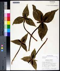 Trillium underwoodii image