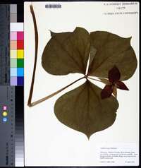 Trillium vaseyi image