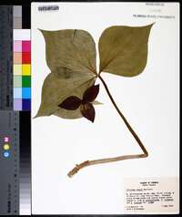 Trillium vaseyi image