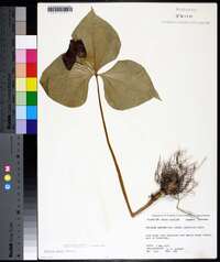 Trillium vaseyi image