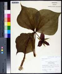 Trillium vaseyi image