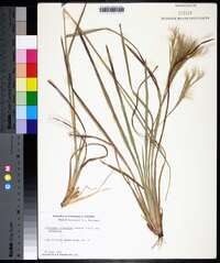 Andropogon glomeratus var. glomeratus image