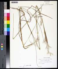 Andropogon gyrans image