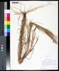 Andropogon gyrans image