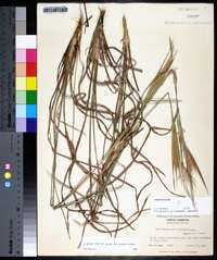 Andropogon gyrans var. gyrans image