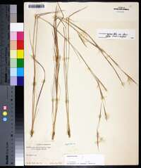 Andropogon gyrans var. stenophyllus image