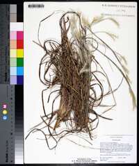 Andropogon ternarius image