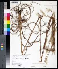 Andropogon ternarius image