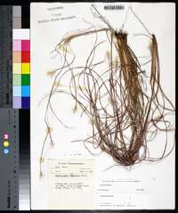 Andropogon ternarius image