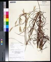 Andropogon ternarius image