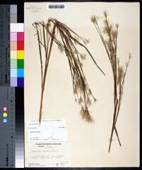 Andropogon ternarius image