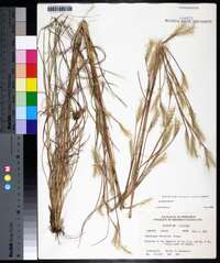 Andropogon ternarius image