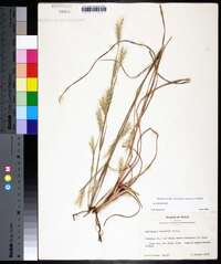 Andropogon ternarius image