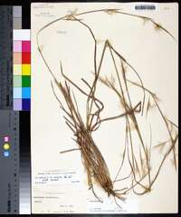 Andropogon virginicus var. virginicus image