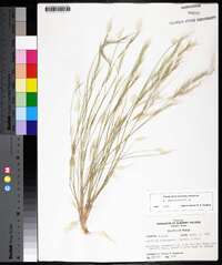 Aristida adscensionis image