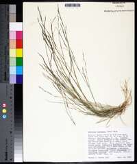 Aristida curtissii image