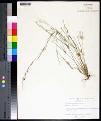 Aristida dichotoma image