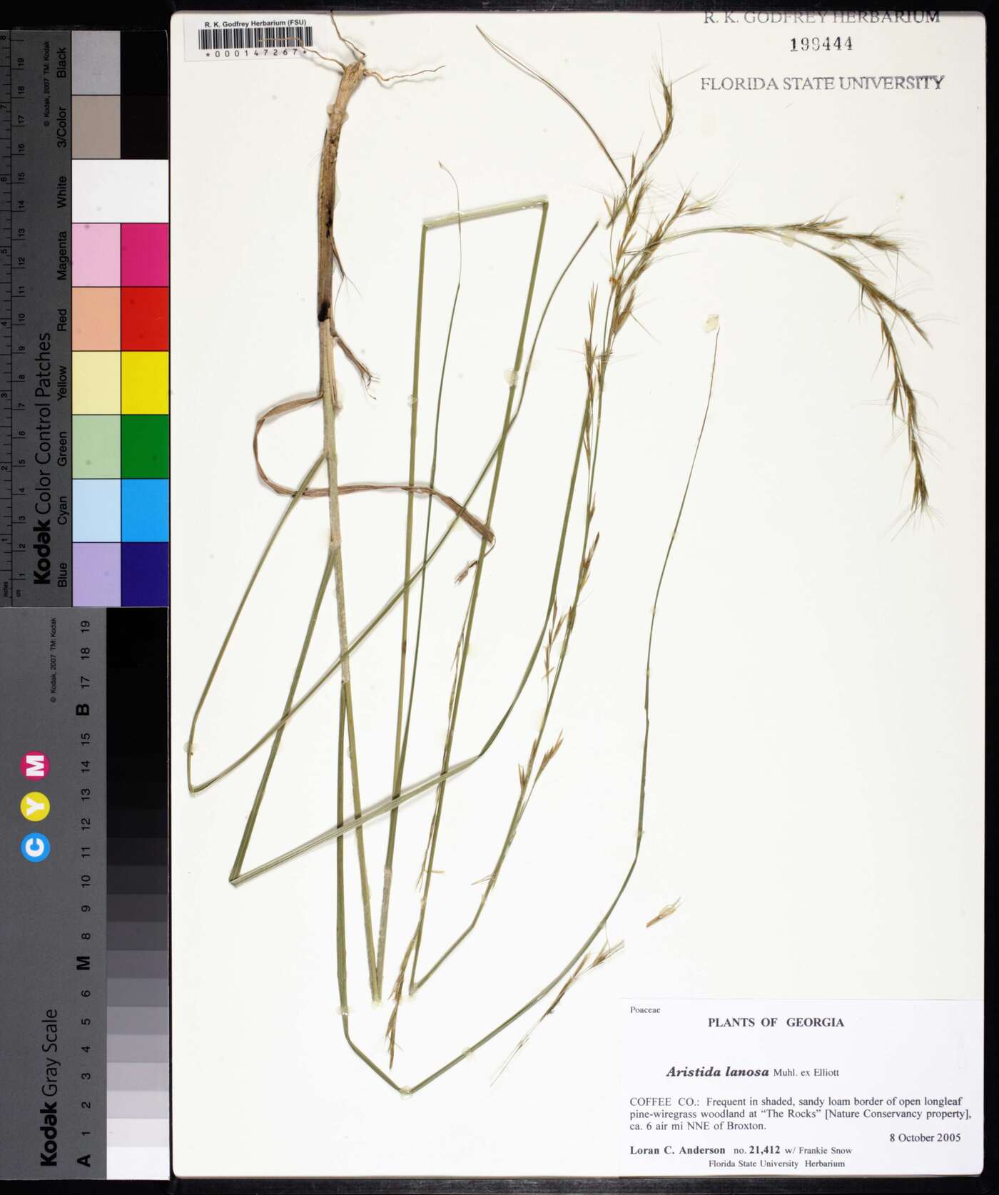 Aristida lanosa image