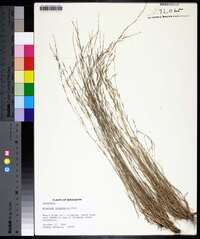 Aristida longespica image