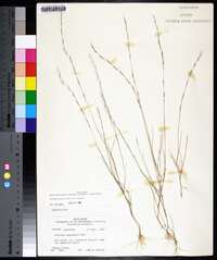 Aristida longespica image