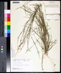 Aristida longespica var. longespica image