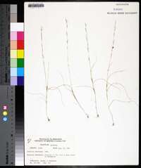 Aristida longespica image