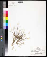 Aristida oligantha image