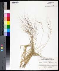 Aristida oligantha image