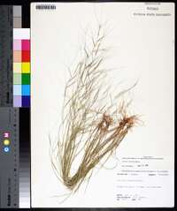 Aristida oligantha image