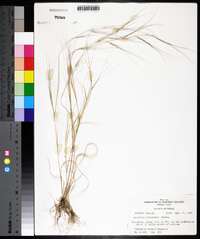 Aristida oligantha image